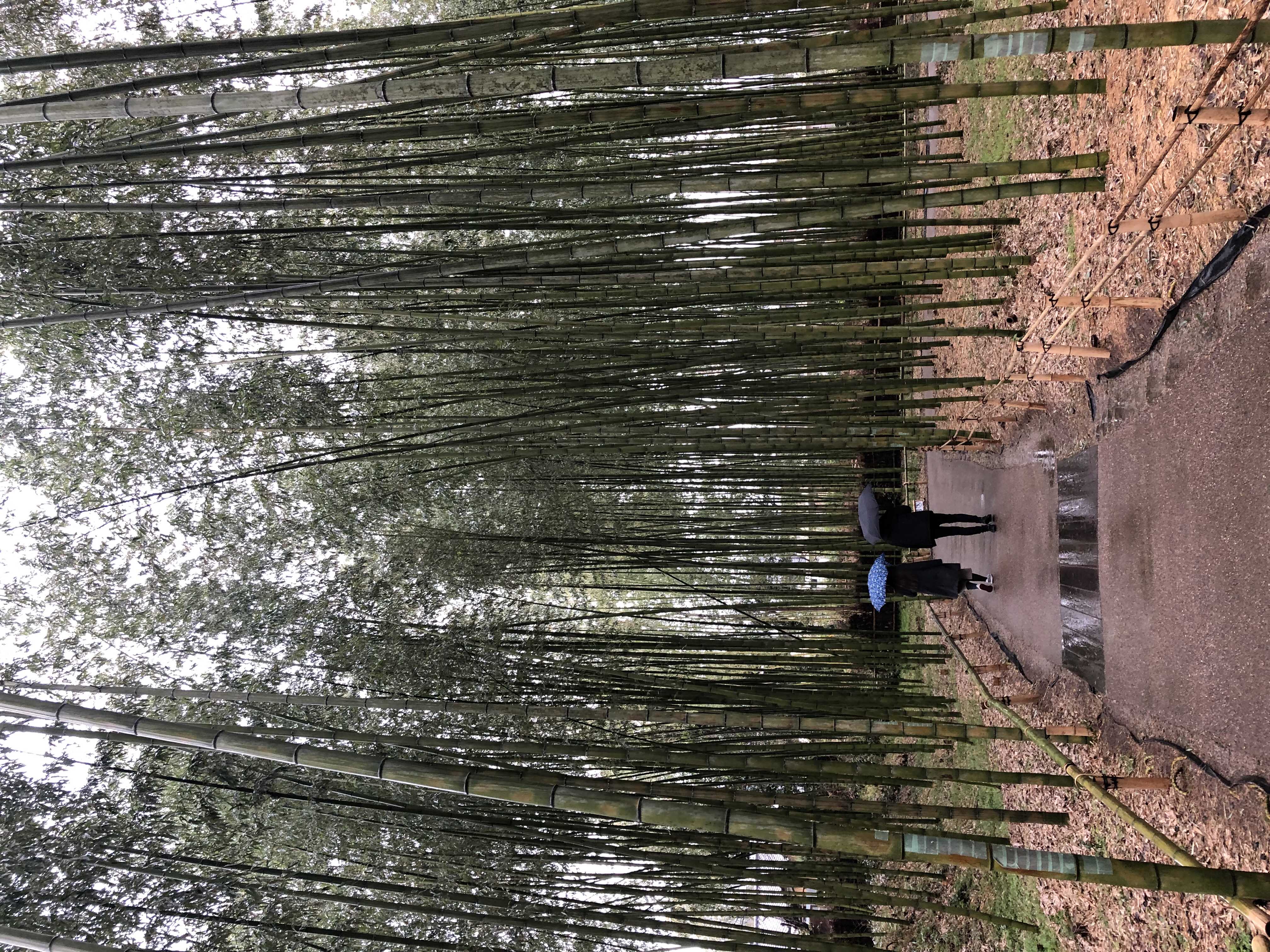 img 0782 - 嵐山景點, 嵯峨嵐山, 竹林の小徑, 竹林之道, 竹林小徑